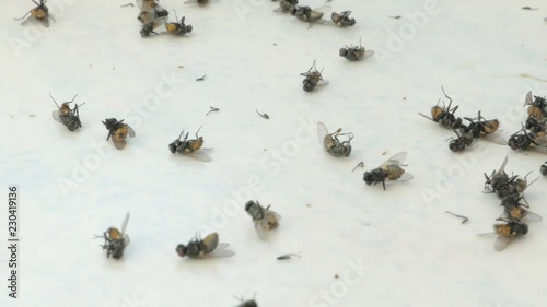 lots of flies on the windowsill, dead flies, dying insects, plague photo