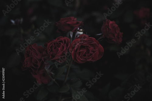 Dark red roses