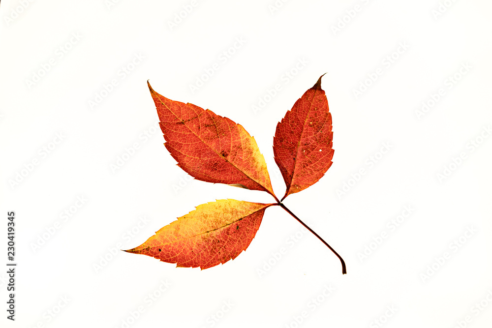 Red autumn leaf isolated on white background Red autumn leaf isolated on white background