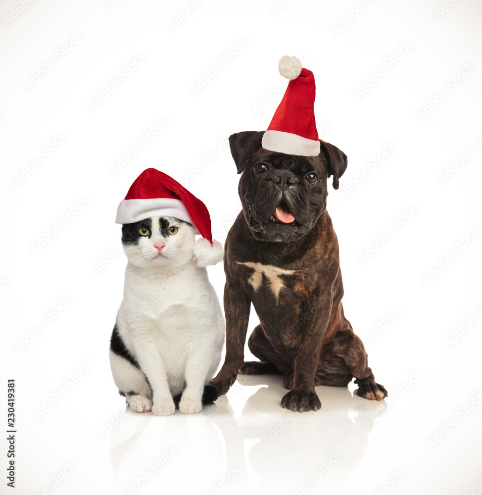 cute christmas couple of cat and dog wearing santa caps