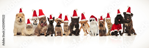 large christmas team of many cute cats and dogs