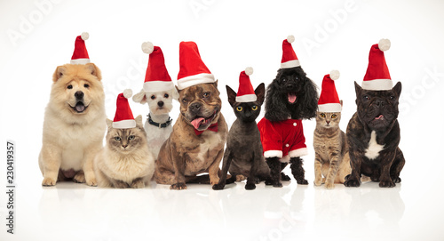 group of eight adorable santa cats and dogs with costumes