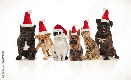 six happy cats and dogs wearing santa hats © Viorel Sima
