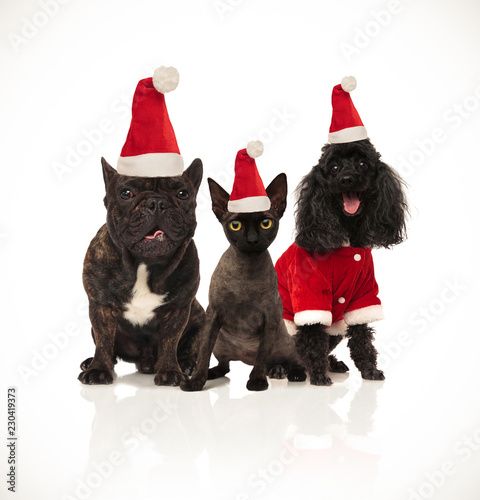 christmas group of three santa cats and dogs sitting © Viorel Sima