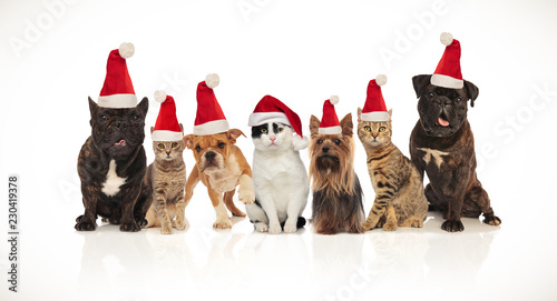 adorable team of seven christmas pets of different breeds