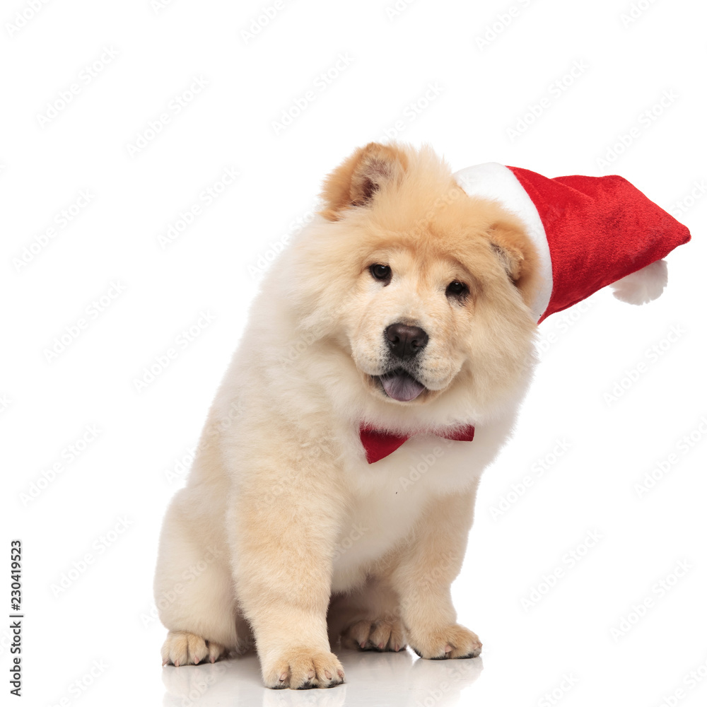 curious santa chow chow with bowtie sits and looks down