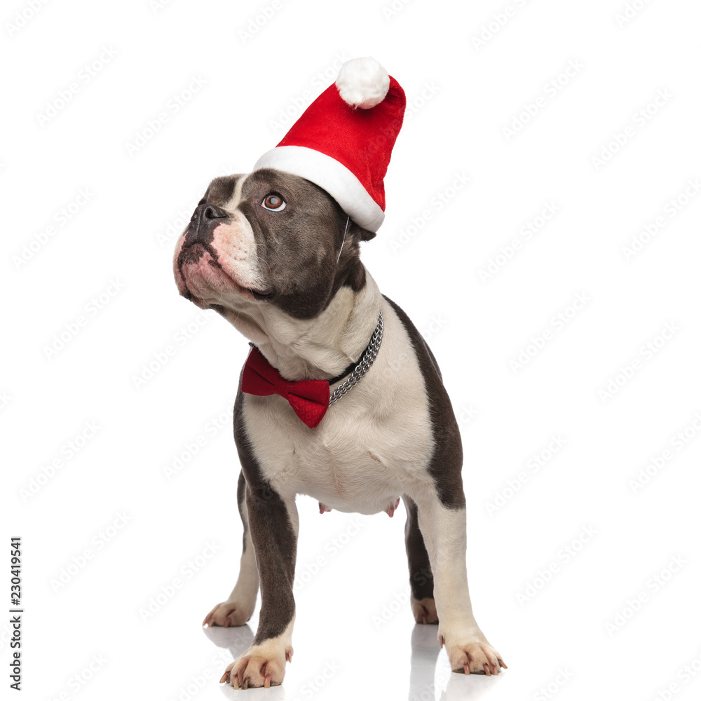classy american bully wearing santa hat looks up to side