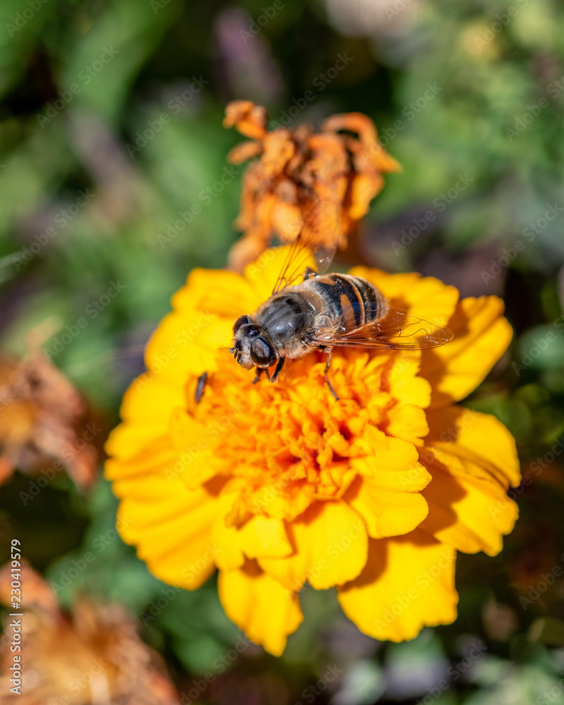 Close-up detail of a honey bee apis collecting pollen on flower in garden Close-up detail of a honey bee apis collecting pollen on flower in garden