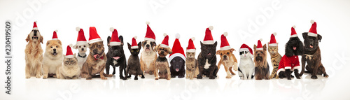 large group of adorable cats and dogs with santa hats