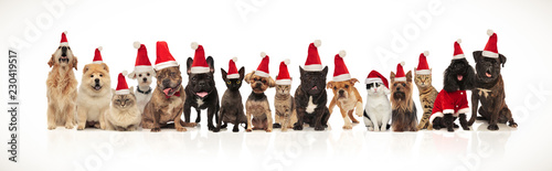 many adorable pets of different breeds wearing santa hats