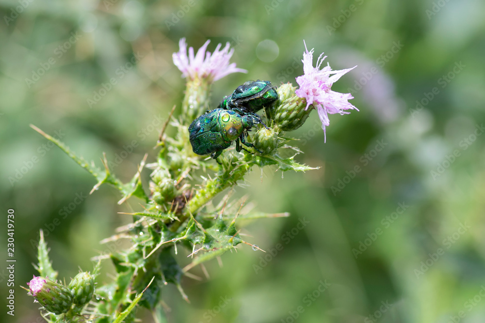 Cetonia aurata or Green Chafer beetle on a flower. Shallow depth of field
Cetonia aurata or Green Chafer beetle on a flower. Shallow depth of field