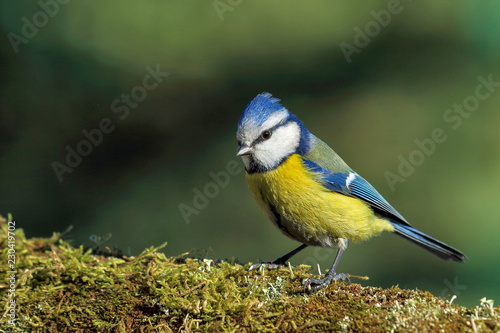 Blue tit (Parus caeruleus)resting on tree branch © popovj2