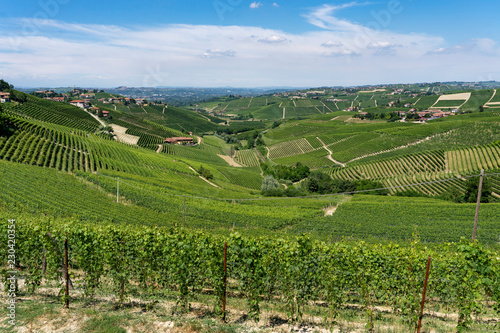 Fototapeta Naklejka Na Ścianę i Meble -  Vineyards near Barbaresco, Cuneo, in Langhe