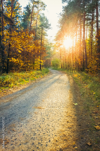 Sunset in the autumn forest. Nature landscape