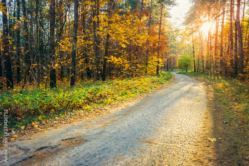 Beautiful autumn landscape with a road in the forest