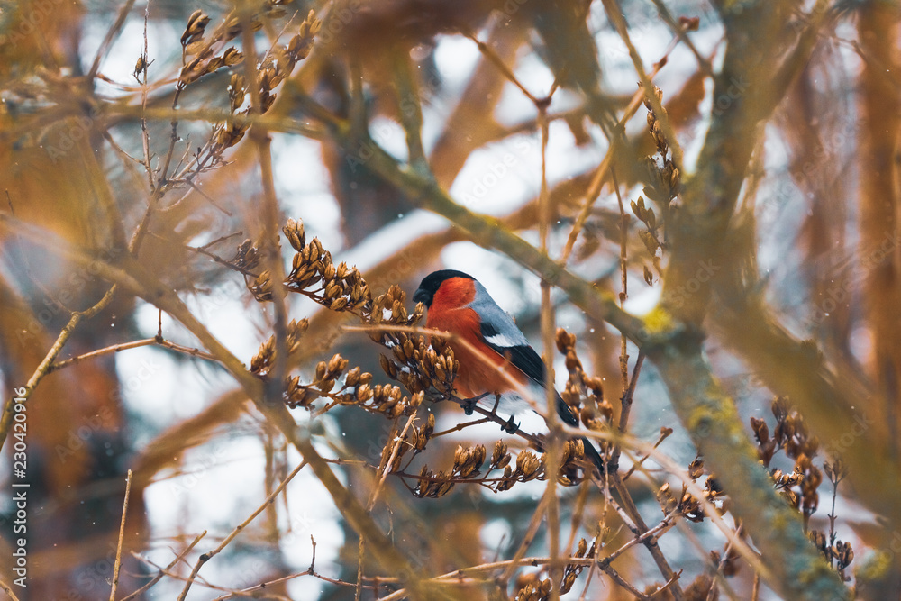Beautiful red-breasted bullfinch on a shrub with seeds Beautiful red-breasted bullfinch on a shrub with seeds
