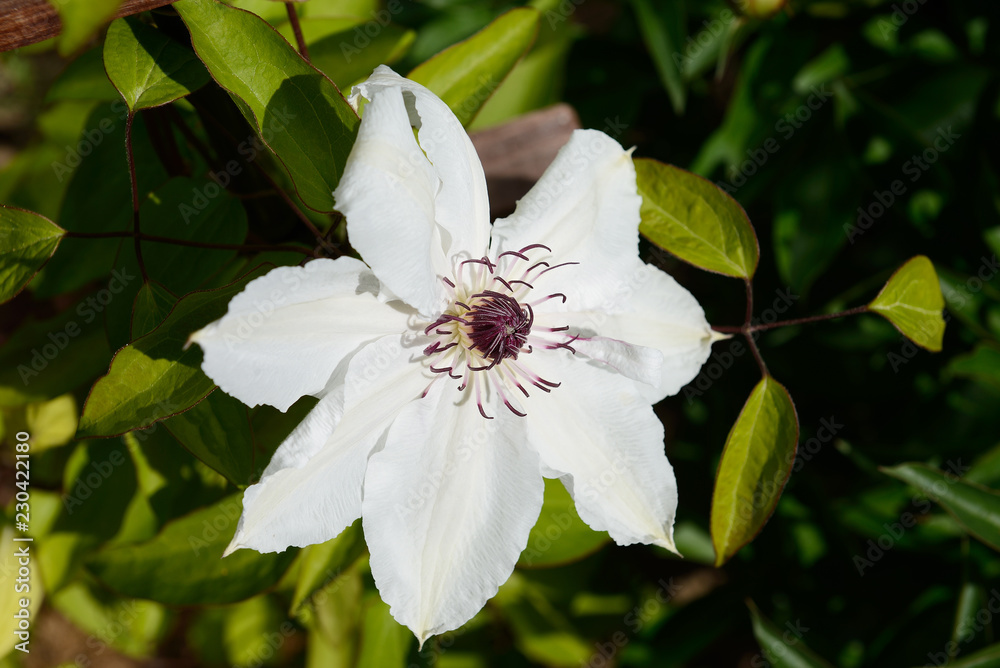 Obraz premium clematis flowers