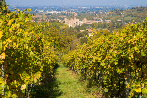 vines and vines of lambrusco grasparossa castelvetro levizzano photo