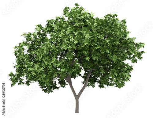 common fig tree isolated on white background