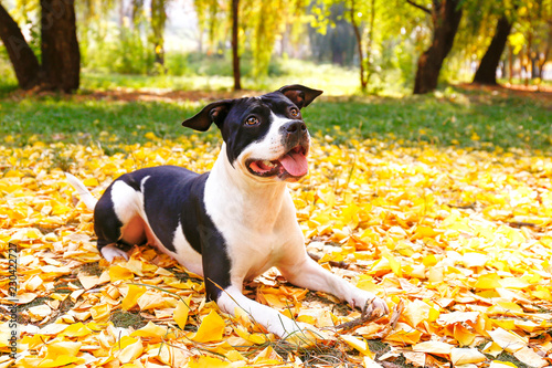 Happy black and white american staff terrier on a walk in the park on nice warm autumn day. Young dog with masculine look outdoors, many fallen yellow leaves on ground. Copy space, background. © Evrymmnt