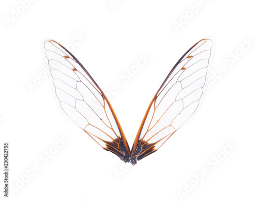 Insect wings on white background