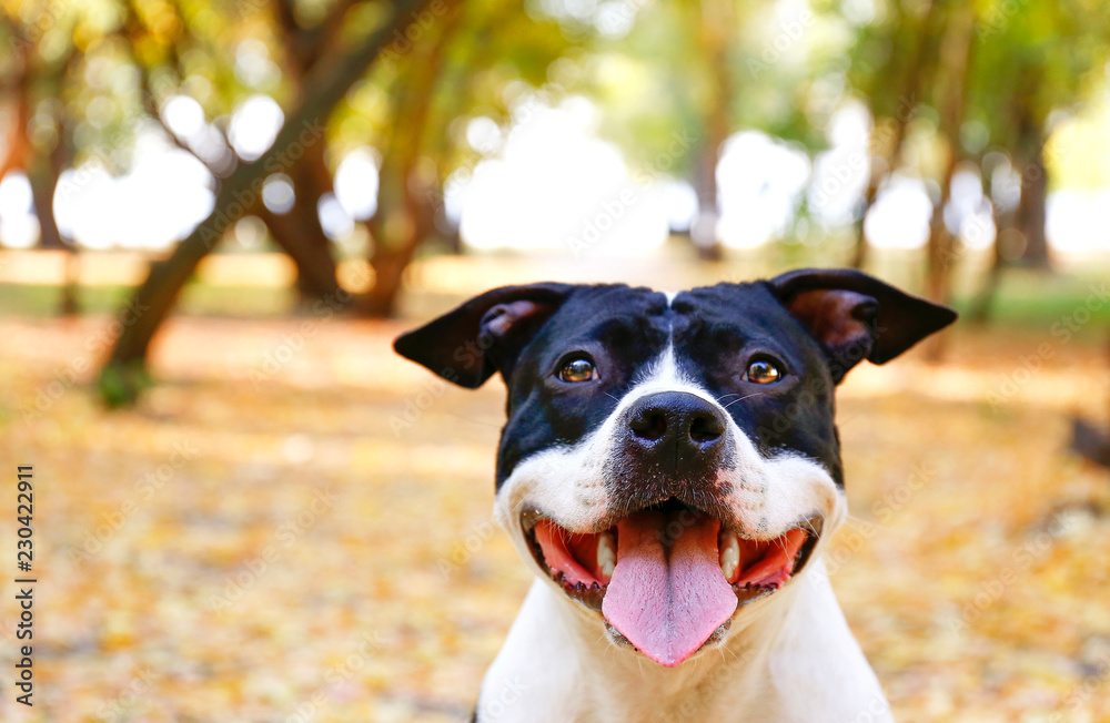 Happy black and white american staff terrier on a walk in the park on nice warm autumn day. Young dog with masculine look outdoors, many fallen yellow leaves on ground. Copy space, background. Happy black and white american staff terrier on a walk in the park on nice warm autumn day. Young dog with masculine look outdoors, many fallen yellow leaves on ground. Copy space, background.
