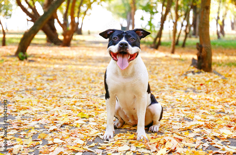 Happy black and white american staff terrier on a walk in the park on nice warm autumn day. Young dog with masculine look outdoors, many fallen yellow leaves on ground. Copy space, background.