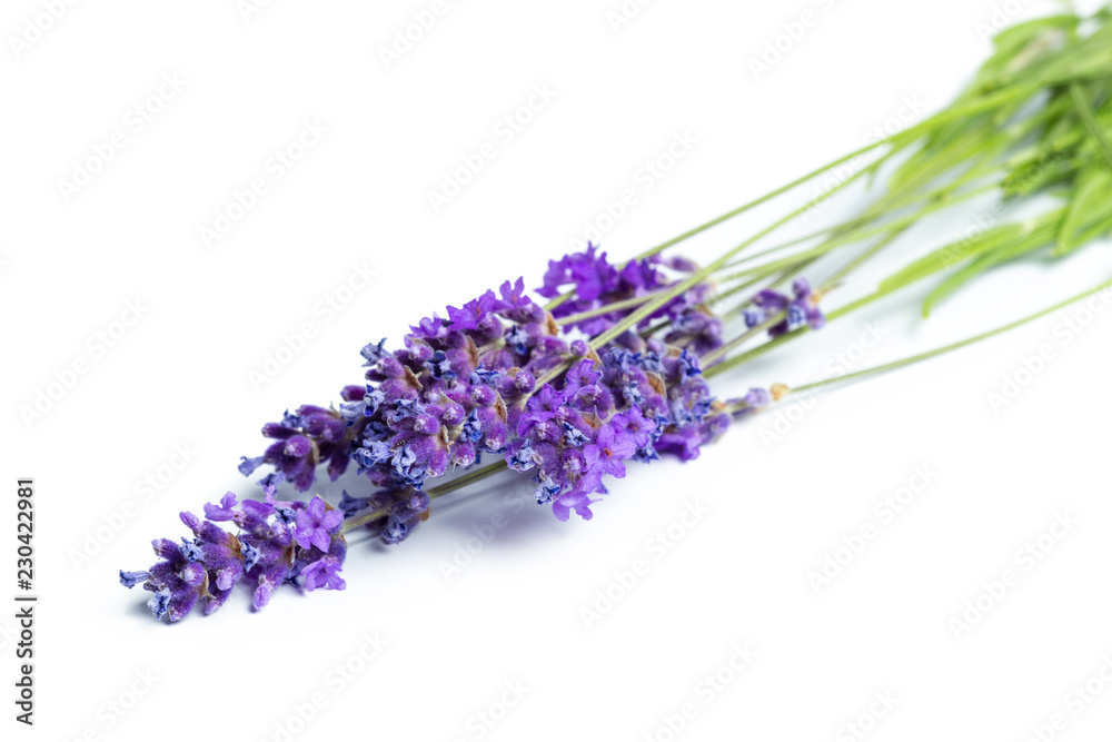 Lavender flowers on white background Lavender flowers on white background