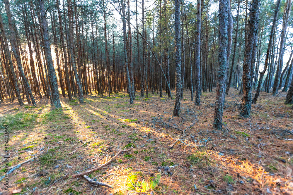 Obraz premium the sun's rays in a wild pine forest