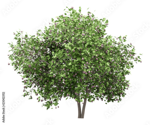 common fig tree with figs isolated on white background