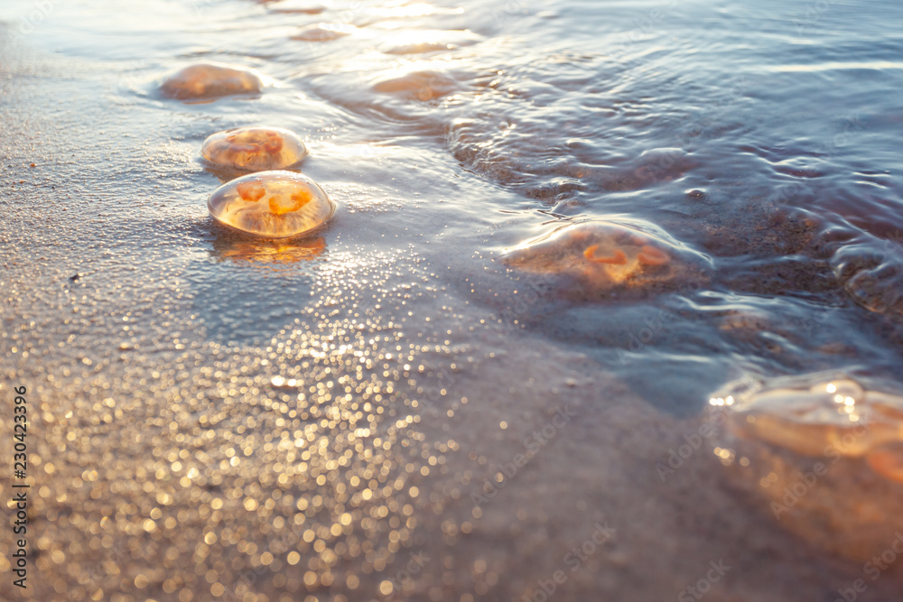 Obraz premium beached jellyfish aurelia on sand close up