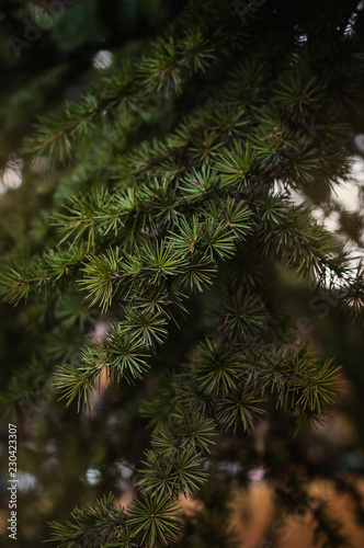 Close-up of evergreen tree branches