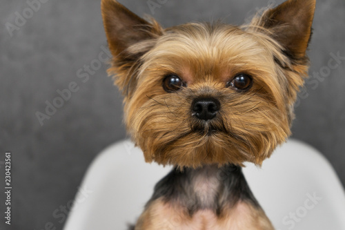 Dog Yorkshire Terrier Close-up