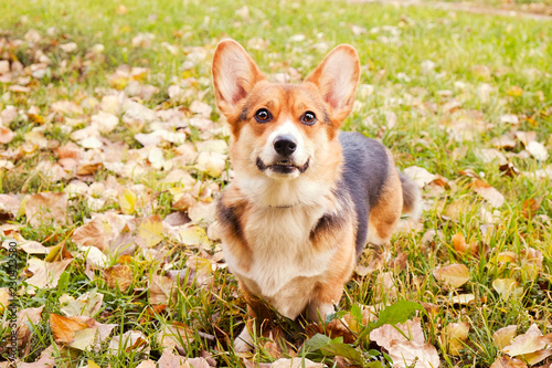 Pembroke welsh corgi on a walk in the park on nice warm autumn day. Young small tricolored dog outdoors, many fallen yellow leaves on ground. Copy space, background.