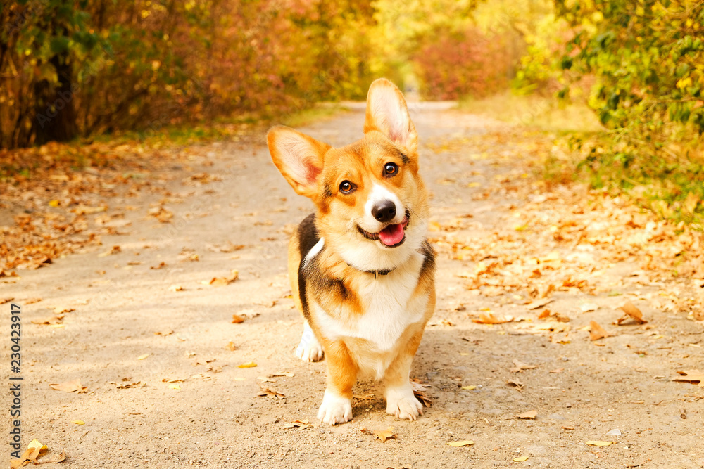 Pembroke welsh corgi on a walk in the park on nice warm autumn day. Two different breed dogs playing outdoors, many fallen yellow leaves on ground. Copy space, background.