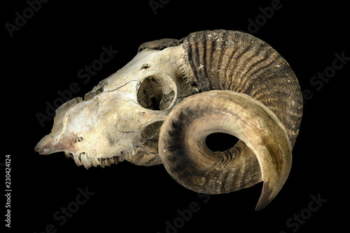 goat skull with horns and teeth on black isolated background.