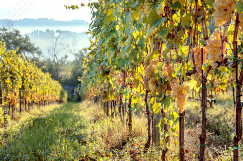 Fototapeta Naklejka Na Ścianę i Meble -  Sunny morning in green grapevine of italian wineyard. Colorful vineyard landscape in Tuscany