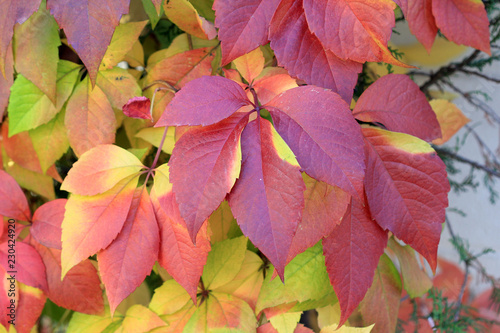 Листья декоративного винограда осенью