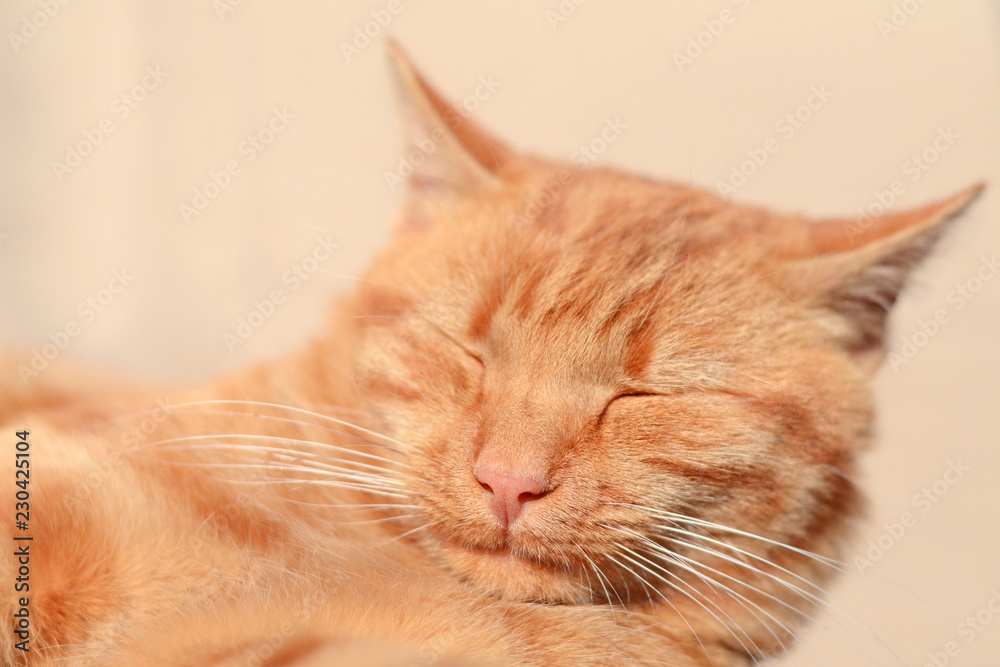 Sleeping ginger cat. Happy dream. do not care Sleeping ginger cat. Happy dream. do not care