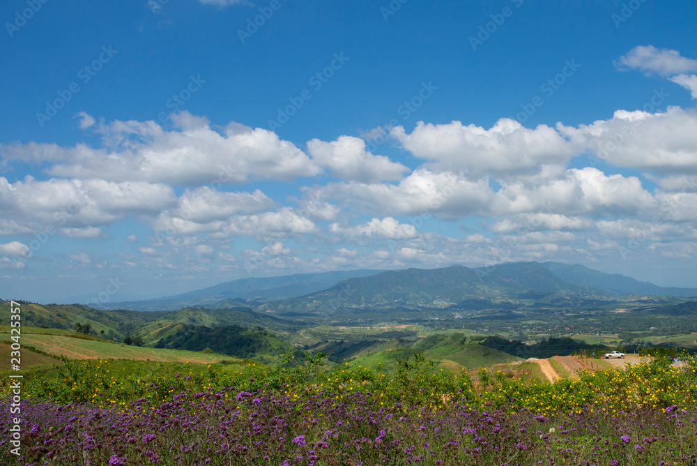 Purple and yellow flowers field, Mountain views and bright sky. Purple and yellow flowers field, Mountain views and bright sky.