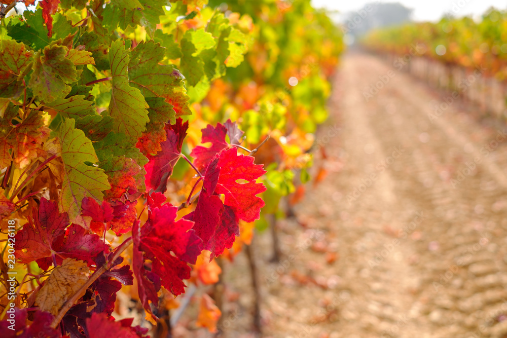 Les vignobles en automne, les feuilles vertes, jaunes, rouges. Lever de soleil, brume de matin. Provence, France. 