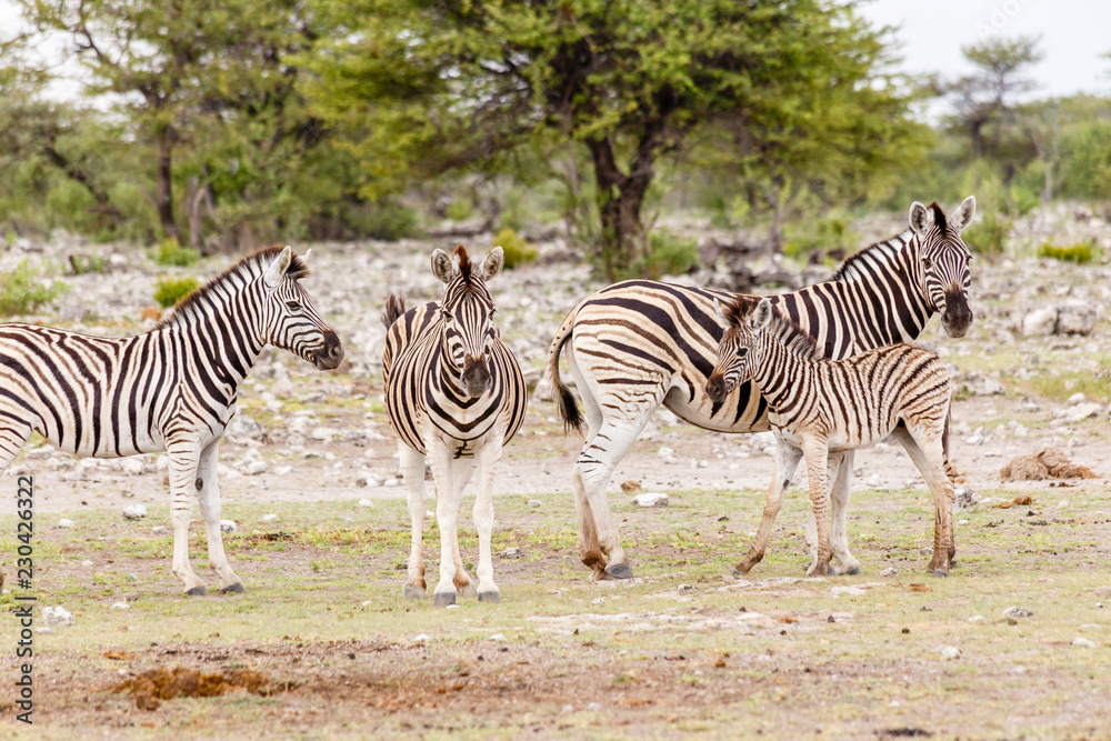 Obraz premium Zebra, females with foals