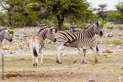 Zebra, females with foals