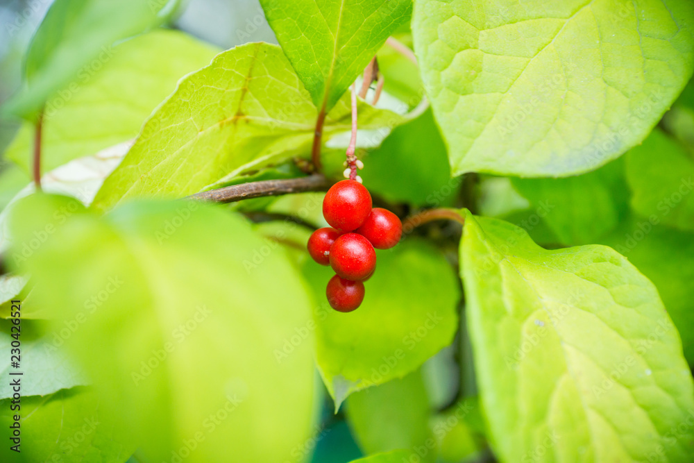 Chinese magnolia vine berries. Shallow depth of field. 