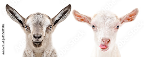 Portrait of a serious and cheerful goats, isolated on white background