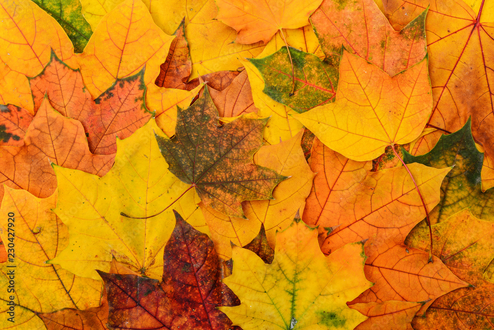 Background of multicolored maple leaves