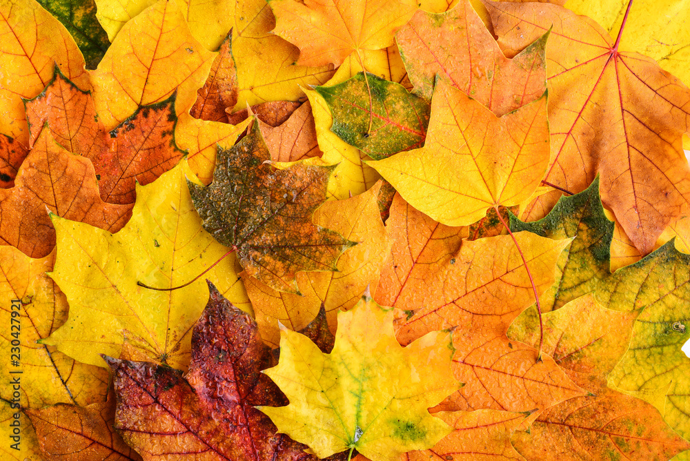Fototapeta premium Background of wet multicolored maple leaves