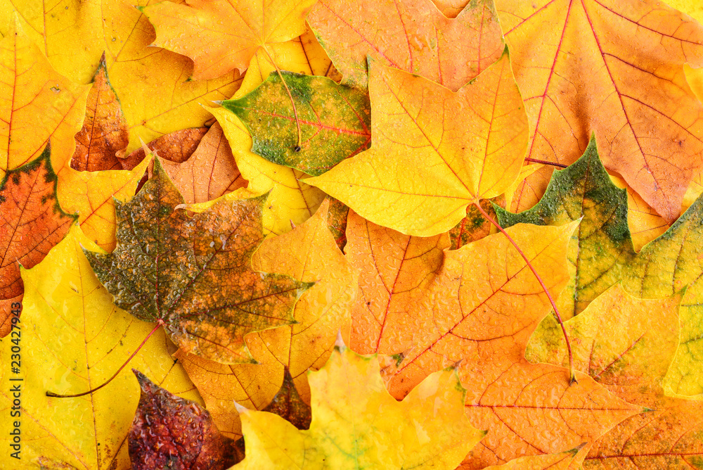 Background of wet multicolored maple leaves