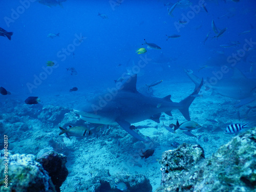 Bull shark in Fiji © Beachy Photography