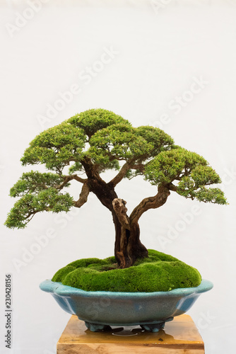 bonsai tree isolated on white background. Japanese TRAY PLANTING or JAPANESE ART. nature concept photo